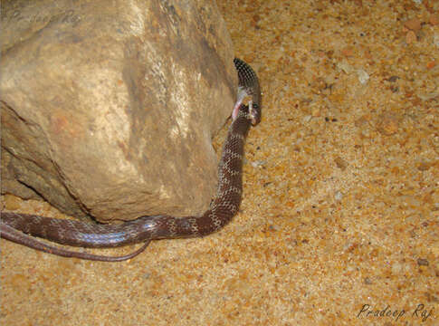 Image of Common Indian krait