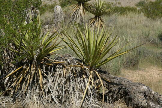 Image of Mojave yucca