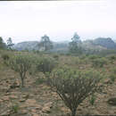 Image of Euphorbia regis-jubae J. Gay