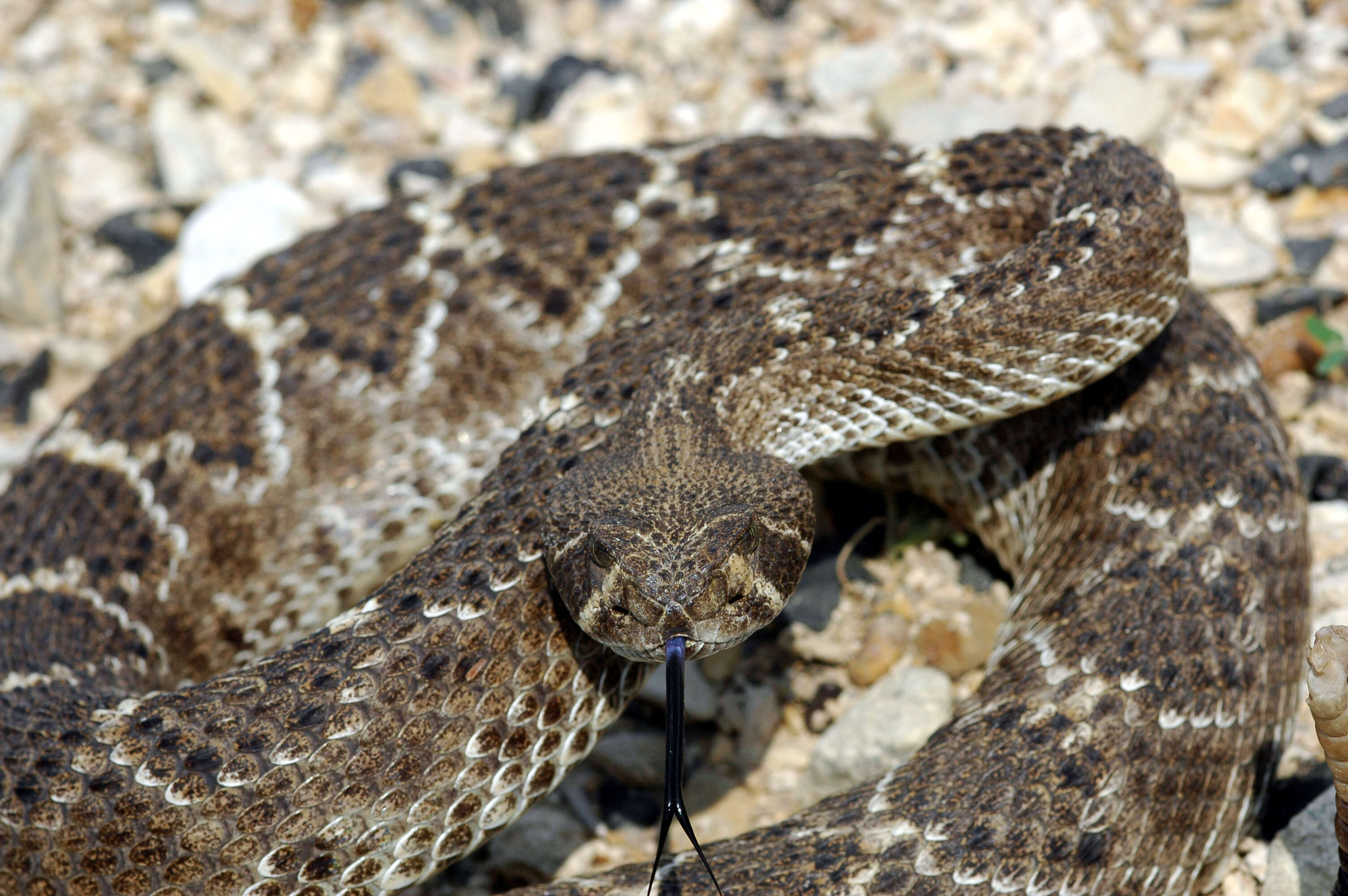 Image of Western Diamond-backed Rattlesnake