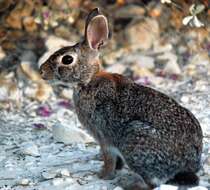 Image of Swamp Rabbit