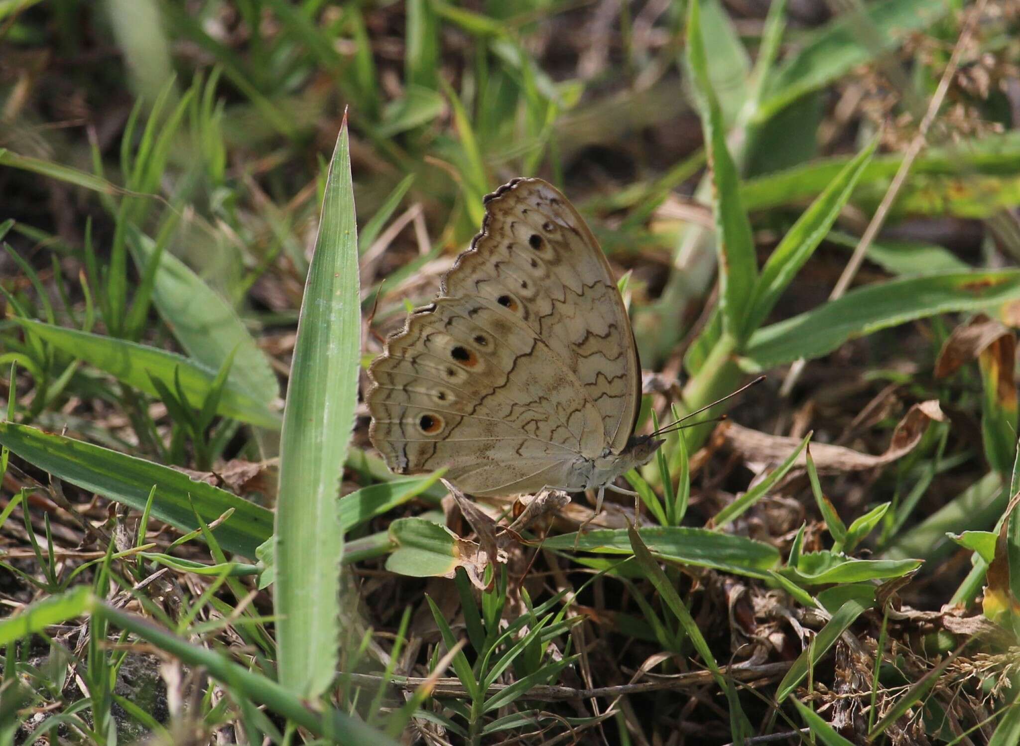 Image of Grey Pansy Butterfly