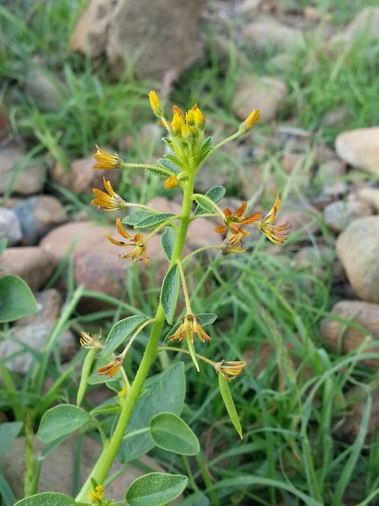 Image of Cleome rupicola Vicary