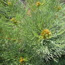 Image de Serruria glomerata (L.) R. Br.