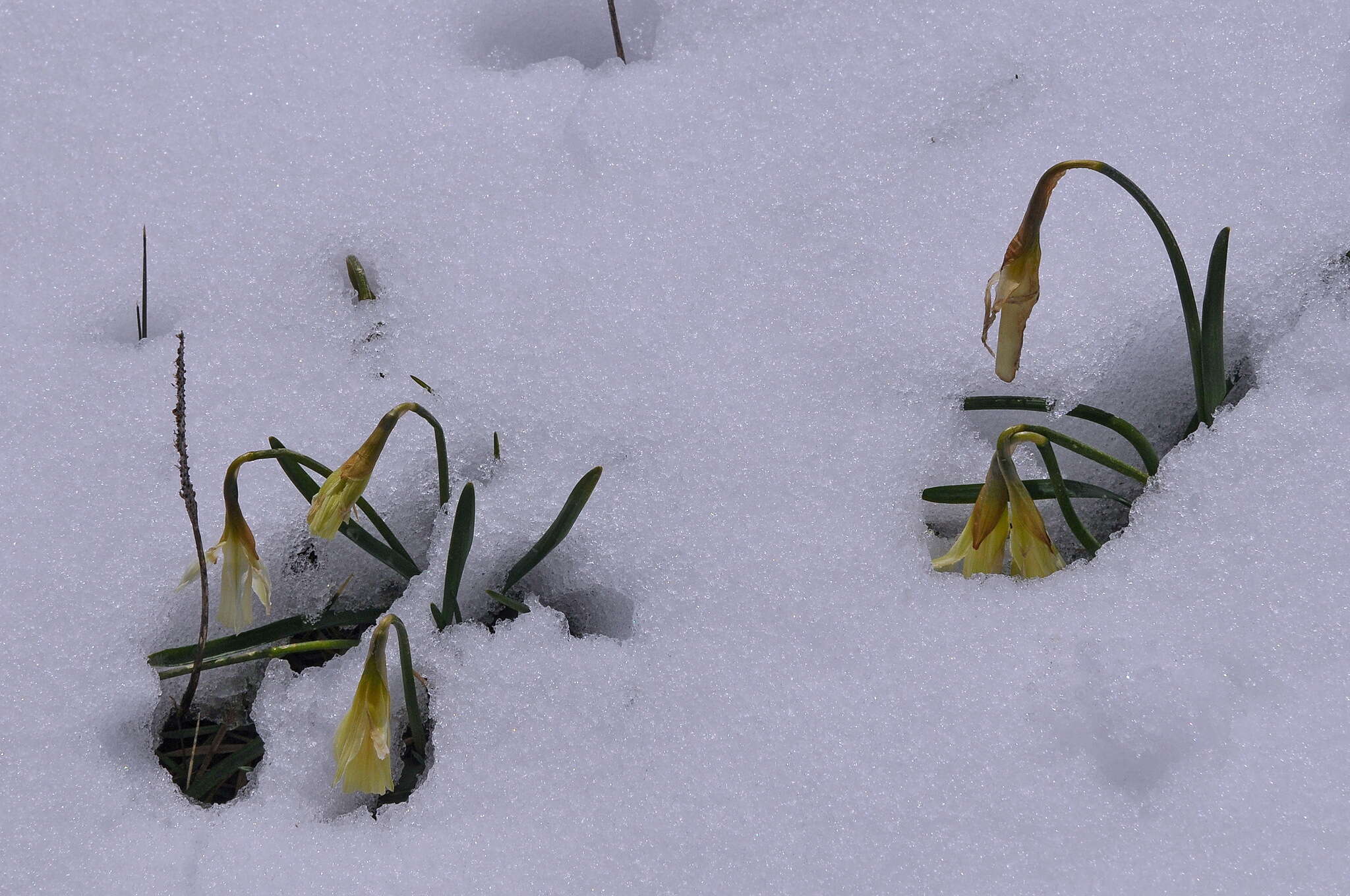 Narcissus moschatus L. resmi