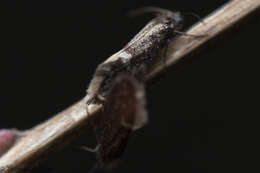 Image of Purplish Birch-miner Moth