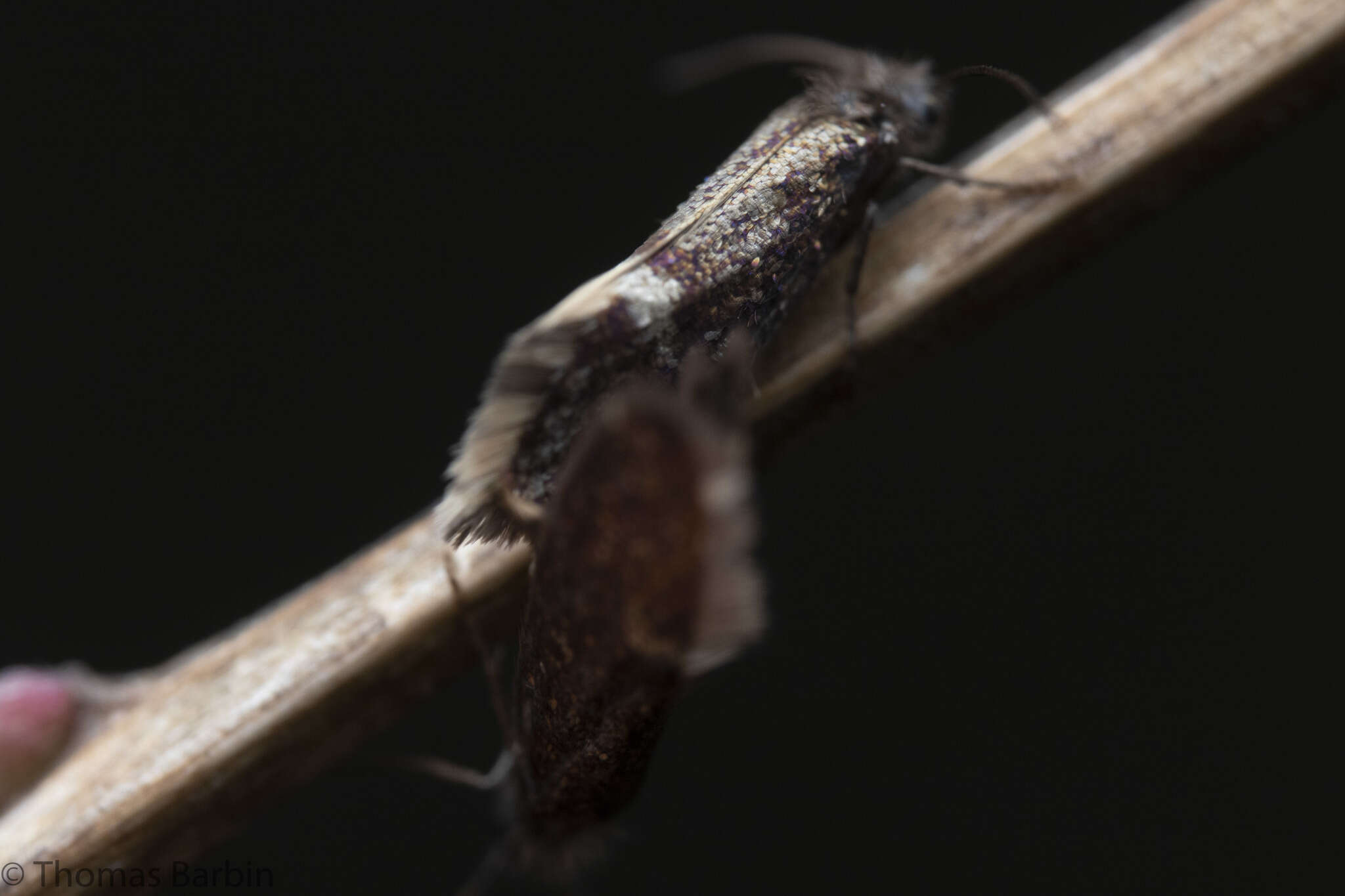 Image of Purplish Birch-miner Moth