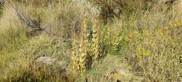 Image of catchfly prairie gentian