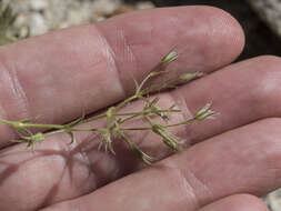 Image of brittle sandwort