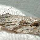 صورة Agriophara confertella Walker