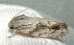 Image of Agriophara confertella Walker