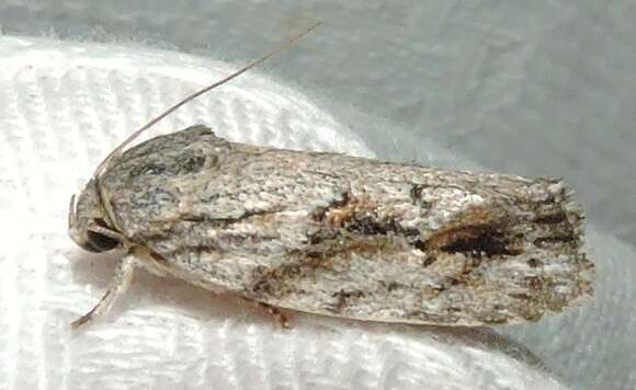 صورة Agriophara confertella Walker