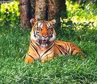 Imagem de Tigre-de-bengala