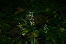 Image of Eastern Bottle-Brush Grass