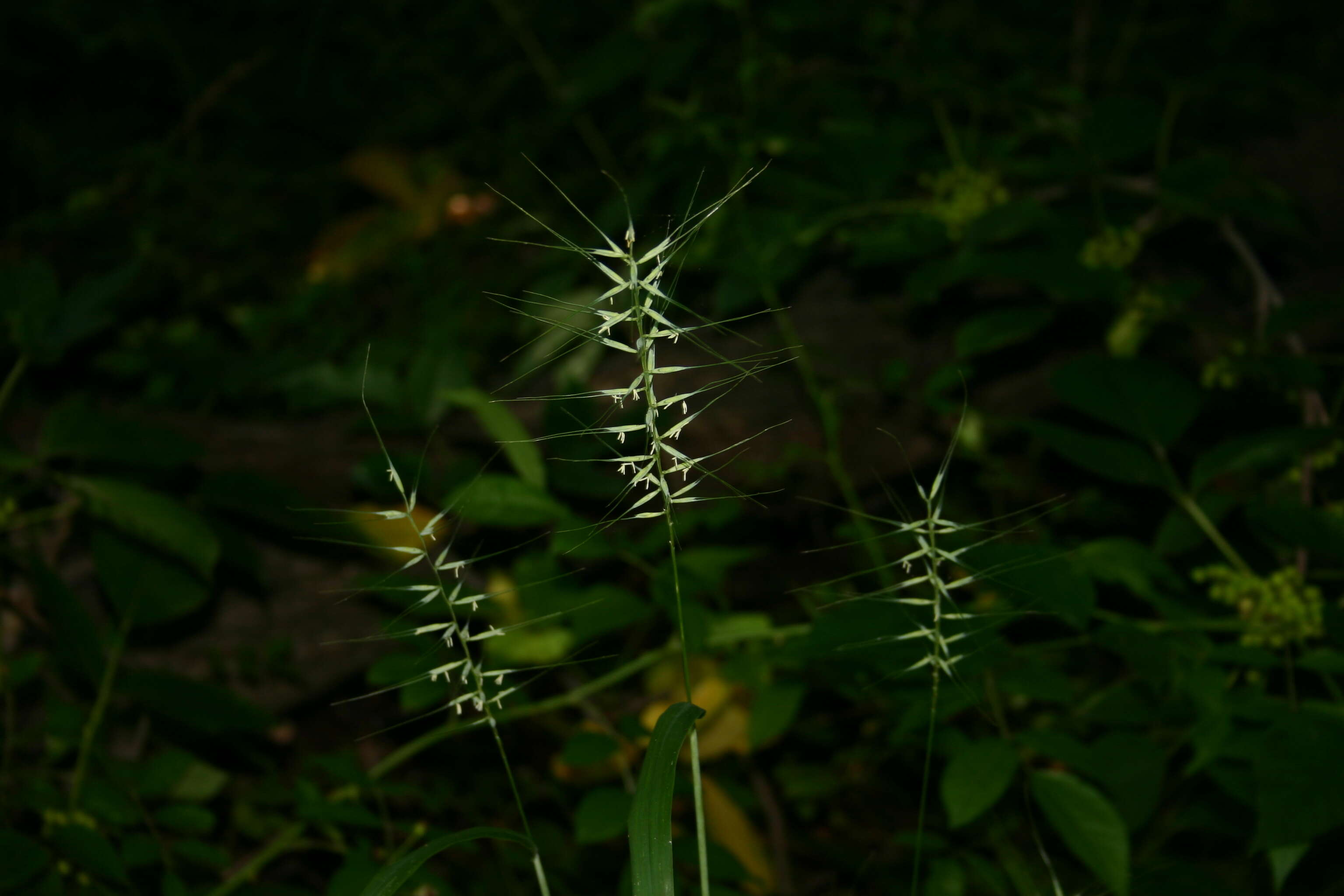 Image of Eastern Bottle-Brush Grass