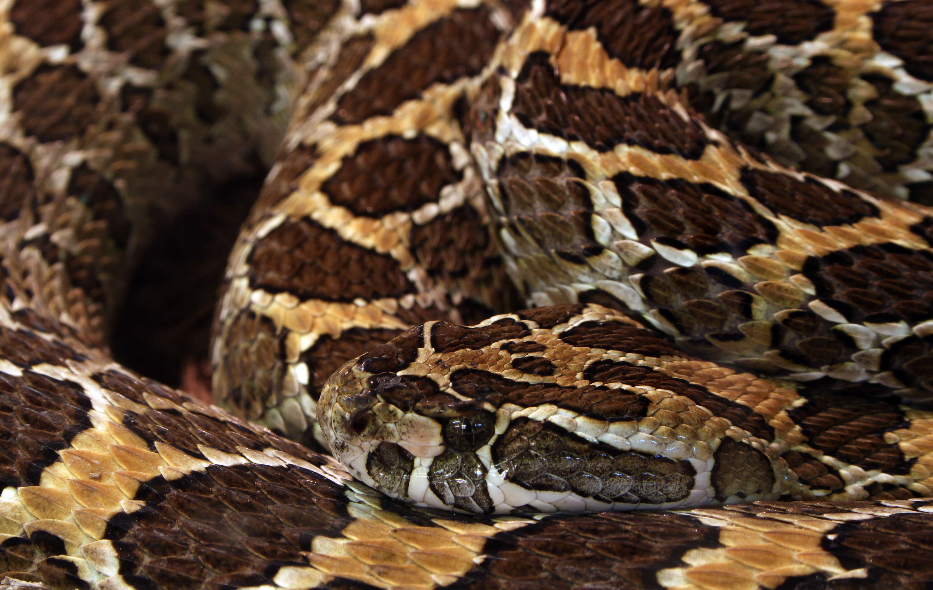 Image of Mexican Lancehead Rattlesnake