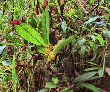 Image of Columnea picta H. Karst.