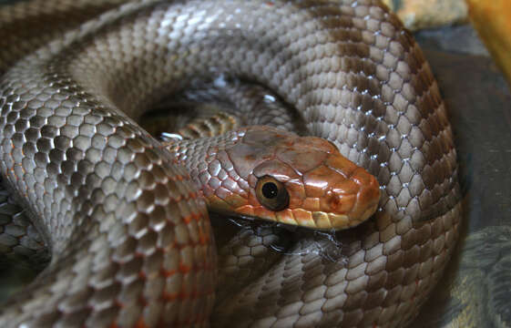 Image of Baird's Rat Snake