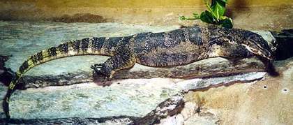 Image of Common Water Monitor