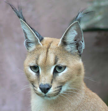 Image of Caracals