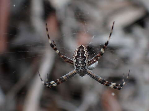 Imagem de Argiope katherina Levi 1983