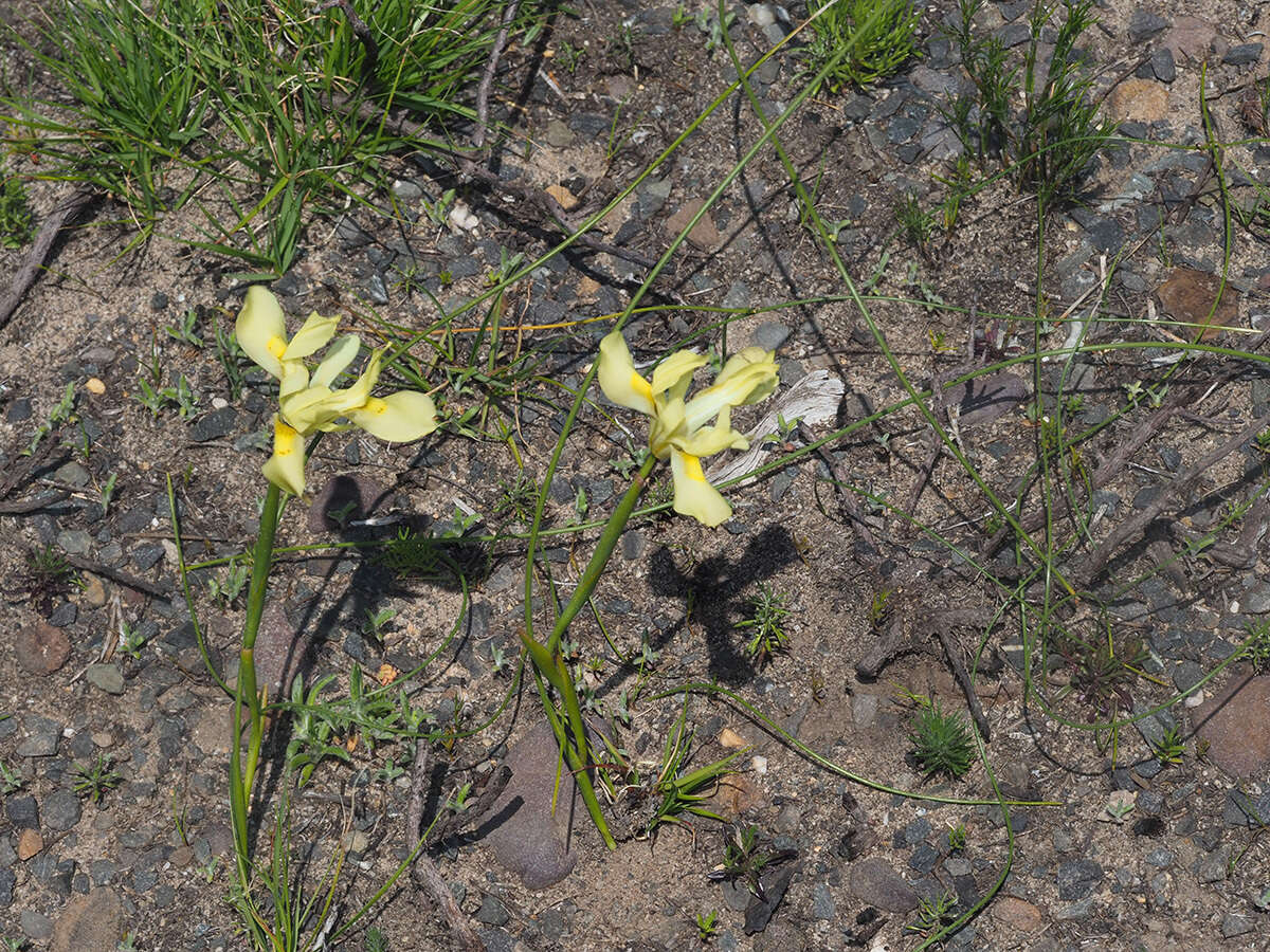 Image of Moraea angusta (Thunb.) Ker Gawl.