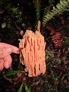 Ramaria samuelsii R. H. Petersen 1988的圖片