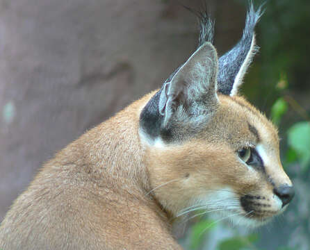 Image of Caracals