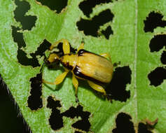 Image of Paratomapoderus balteus Legalov 2007