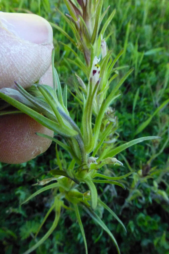 Image of attenuate Indian paintbrush