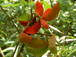 Image of Sterculia lanceolata Cav.