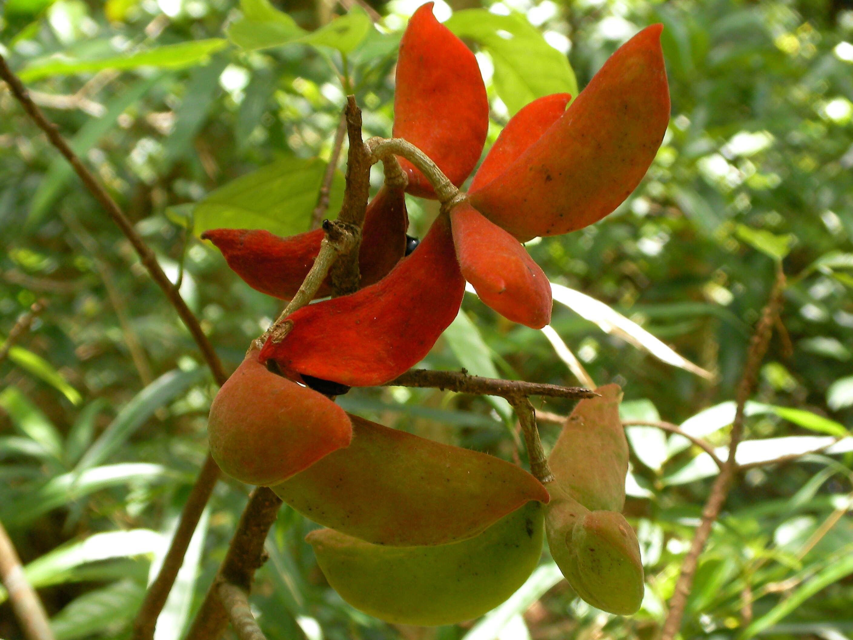 Image of Sterculia lanceolata Cav.