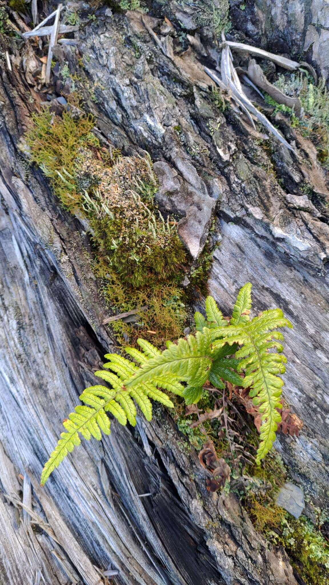 Image of Dryopteris costalisora Tag.