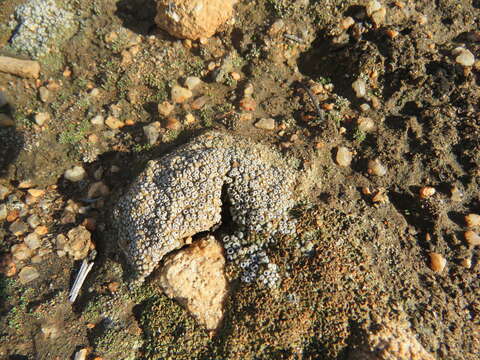 Image of cracked lichen