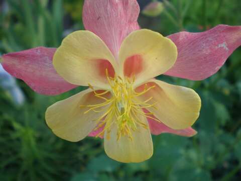 Image of red columbine