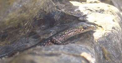 Image of Coastal snake-eyed skink