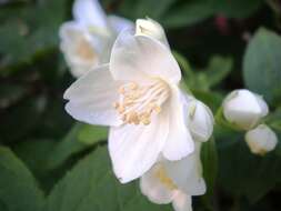 Plancia ëd Philadelphus coronarius L.