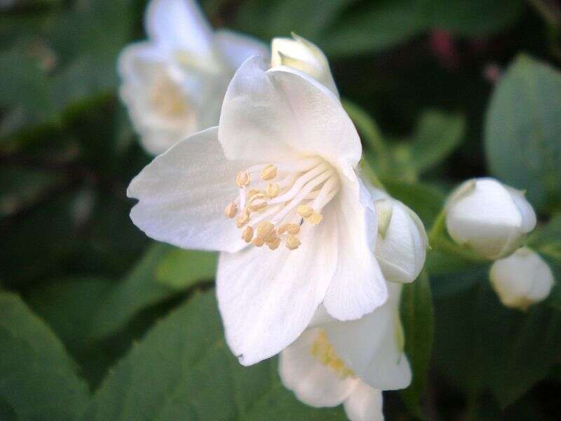 Plancia ëd Philadelphus coronarius L.