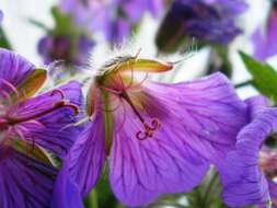 Image of Geranium × magnificum