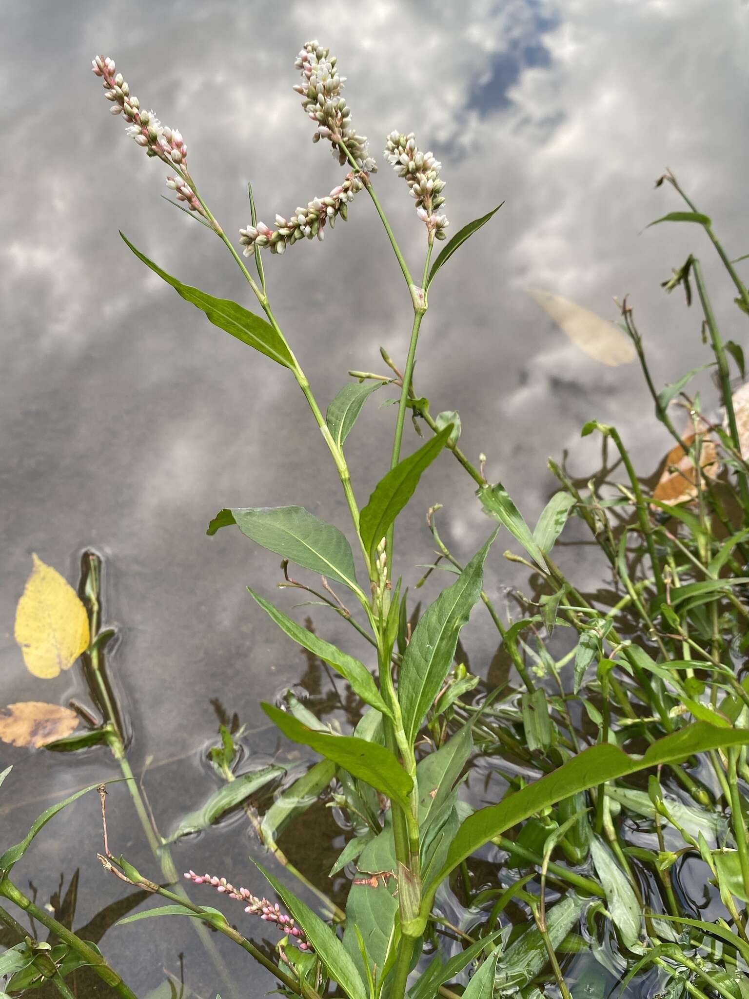 Sivun Persicaria glabra (Willd.) Gomez de la Maza kuva