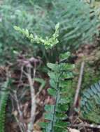 Image de Asplenium normale D. Don