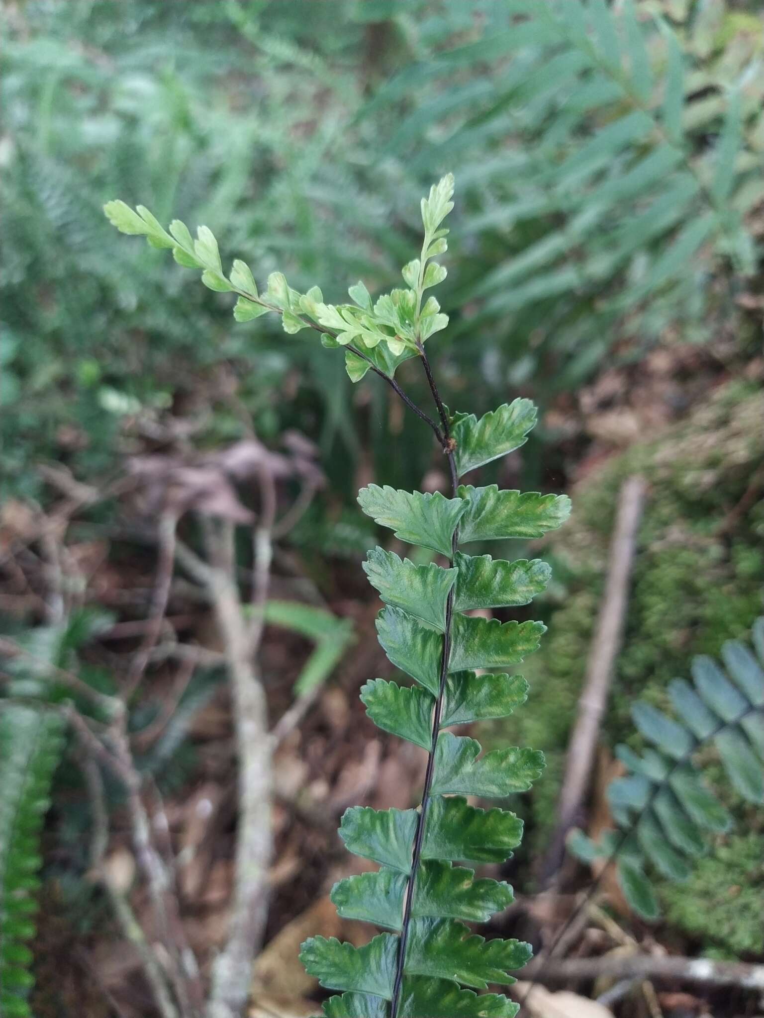 Image de Asplenium normale D. Don