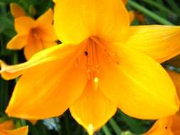 Image of Amur daylily