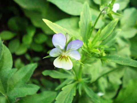 Image of Field Pansy