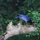 Image of Formosan Magpie