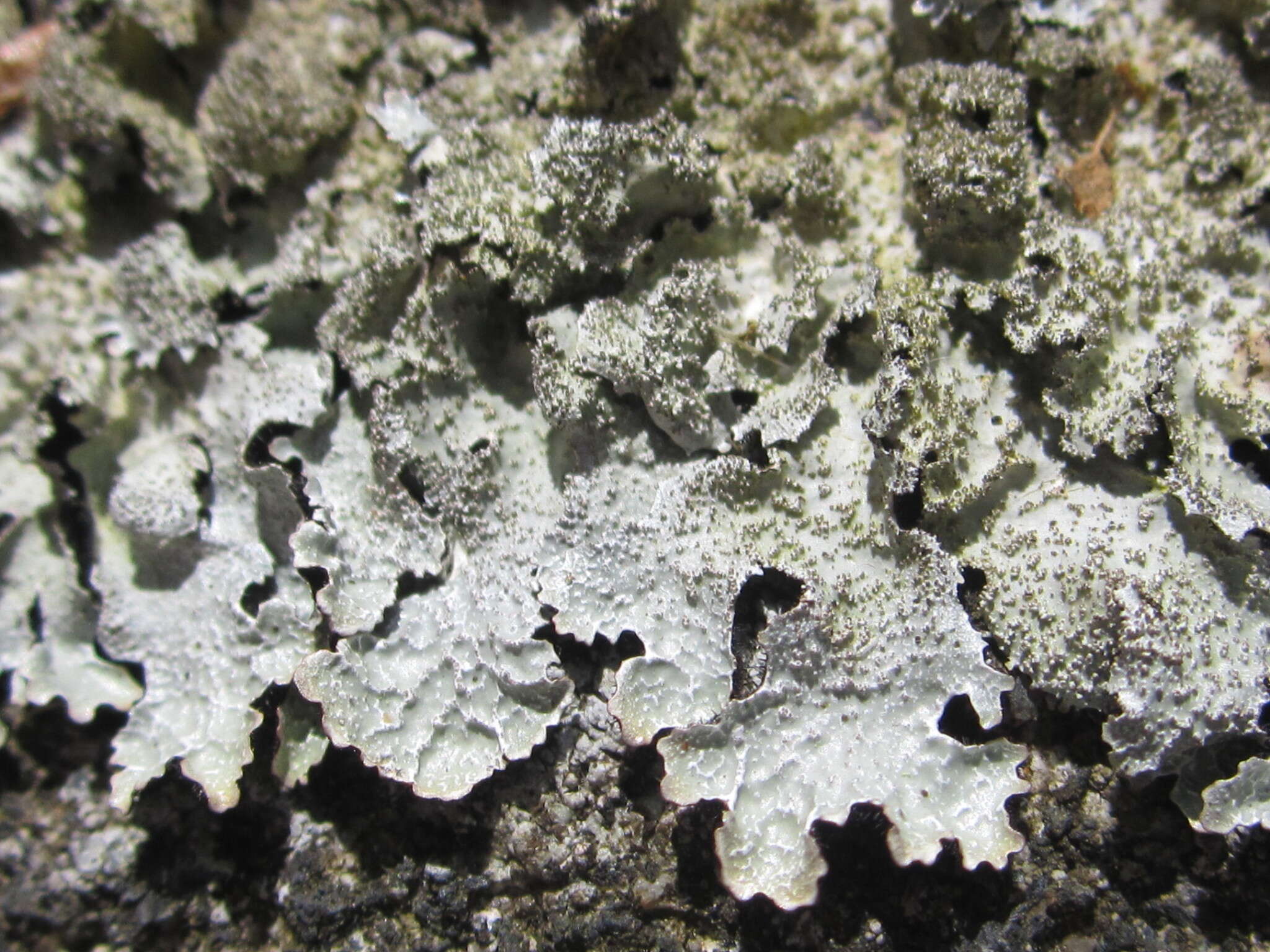 Image of shield lichen