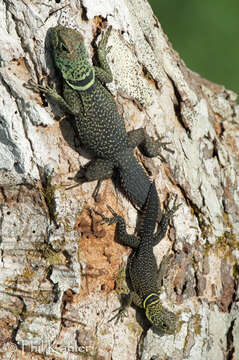 Image of Tropical Thornytail Iguana