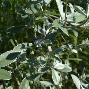 Plancia ëd Psoralea argophylla Pursh