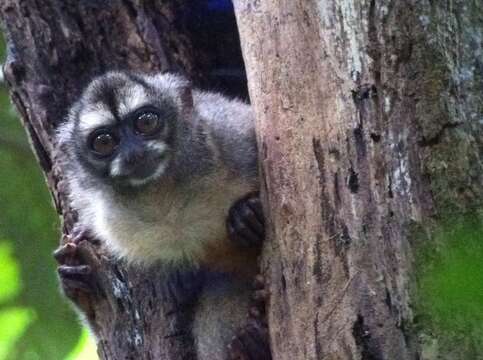 Image of Panamanian Night Monkey