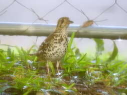 Image of Spotted Ground Thrush